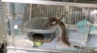 キアラすべる.jpg