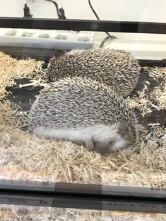 ハリネズミ.jpeg