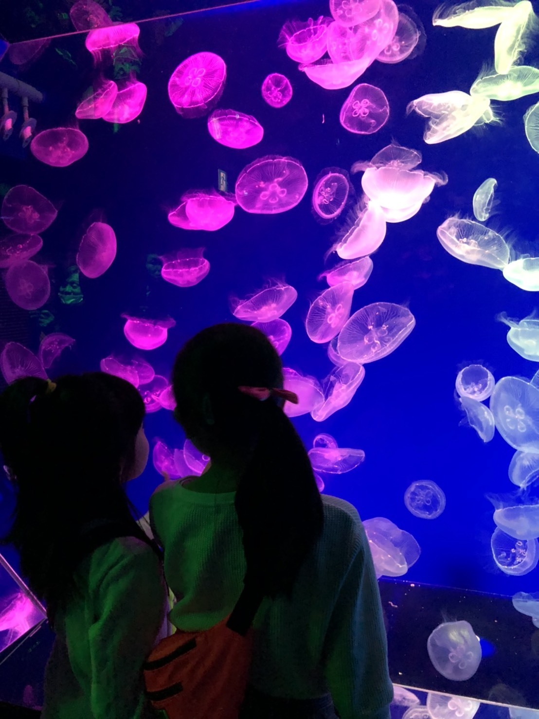 S__86728706.jpg