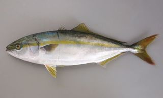buri00.jpg